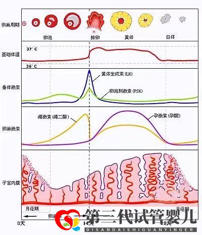 女性雌激素過(guò)高會(huì)降低試管移植成功率嗎？女性雌激素多還是少較好(圖2)