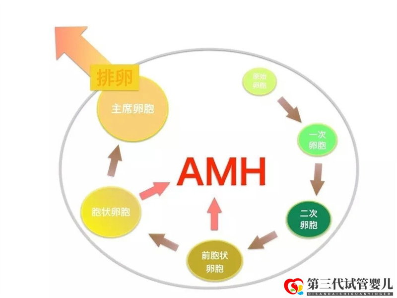 AMH是如何影響女性卵子儲備的，對做試管有影響嗎？(圖1)