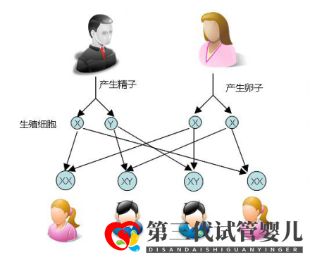 試管嬰兒可以做雙胞胎選性別嗎？(圖1)