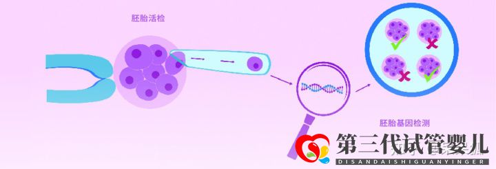 第三代試管可以篩選哪些遺傳病,第三代試管能避免遺...(圖5)