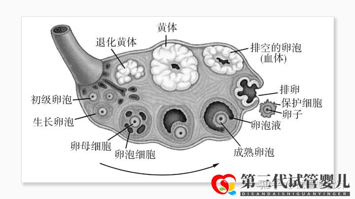 試管嬰兒費用大約多少2022年——最全面的費用詳解(...(圖4)