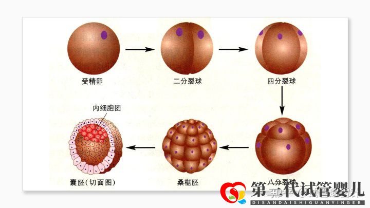 試管嬰兒費用大約多少2022年——最全面的費用詳解(...(圖6)