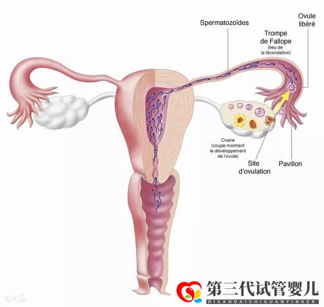 輸卵管不通別哭,這幾種辦法可以幫你成功懷孕(圖2)