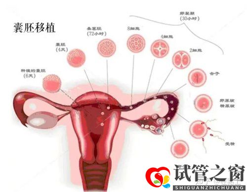 囊胚移植后幾天能測(cè)出懷孕了(圖1)