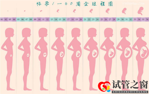 通過試管嬰兒移植成功后多久會(huì)顯肚子(圖1)