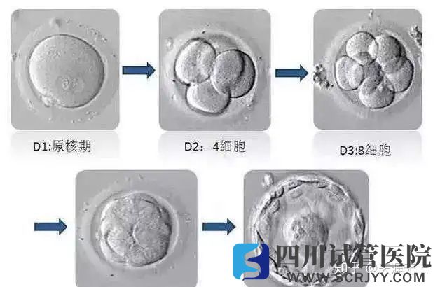 試管嬰兒選取移植胚胎的標(biāo)準(zhǔn)是什么(圖2)